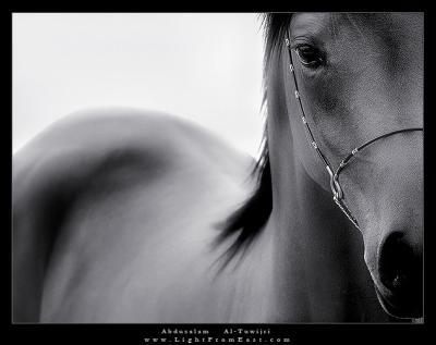 voici mon animal préférer. cette image est trop belle